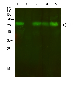 AVPR2 Antibody in Western Blot (WB)