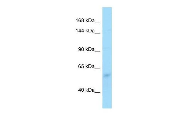 Zfp708 Antibody in Western Blot (WB)
