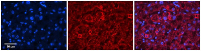 CMC4 Antibody in Immunohistochemistry (Paraffin) (IHC (P))