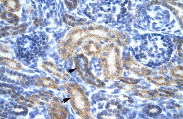 OR13C2/OR13C9 Antibody in Immunohistochemistry (Paraffin) (IHC (P))