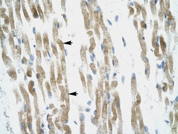 GPR166P Antibody in Immunohistochemistry (IHC)