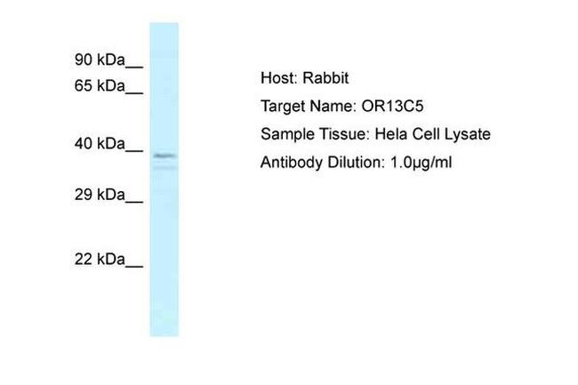 OR13C5 Antibody in Western Blot (WB)
