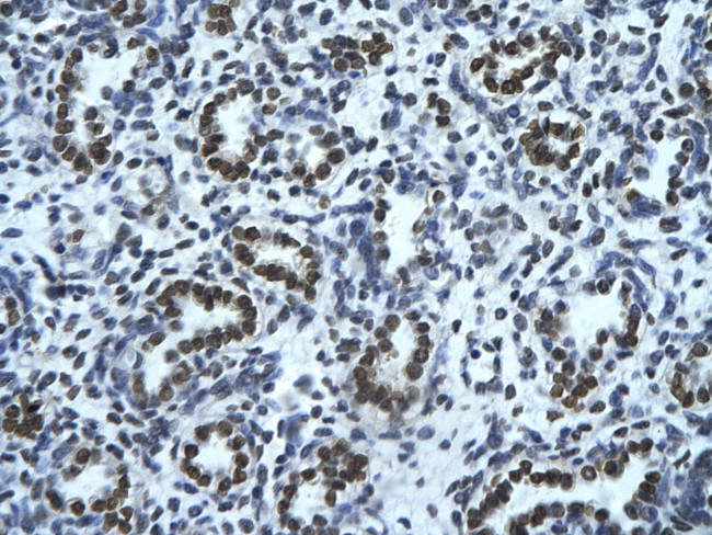 HMGN1 Antibody in Immunohistochemistry (IHC)