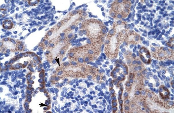 RGS13 Antibody in Immunohistochemistry (IHC)