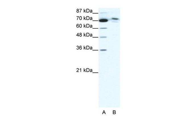 TMEM260 Antibody in Western Blot (WB)