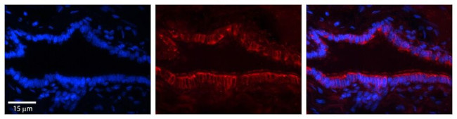 ILF1 Antibody in Immunohistochemistry (Paraffin) (IHC (P))