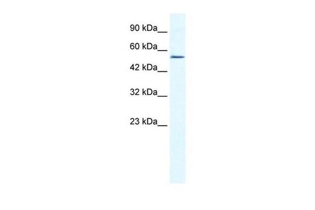 ZNF286A Antibody in Western Blot (WB)