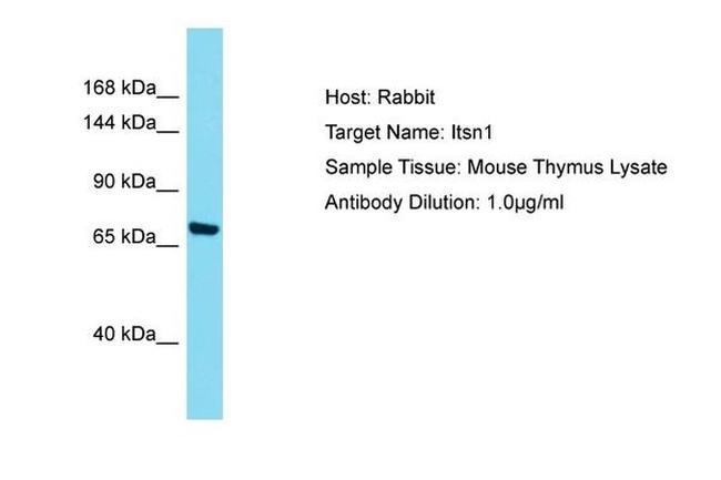 ITSN1 Antibody in Western Blot (WB)