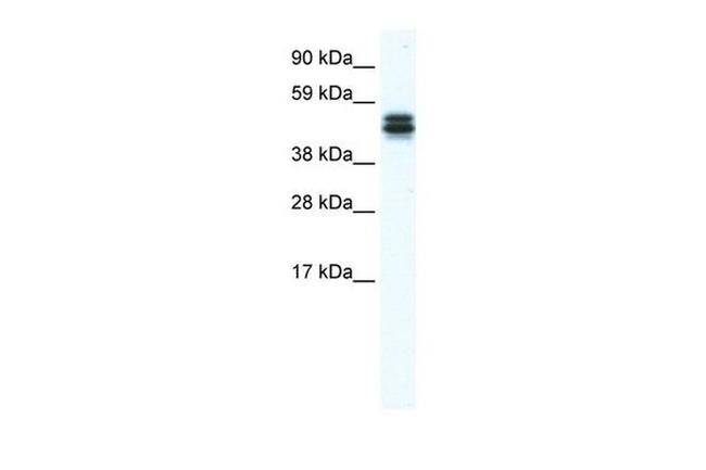 MPND Antibody in Western Blot (WB)