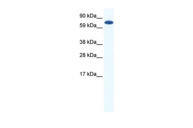 MTGR1 Antibody in Western Blot (WB)