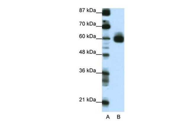 CIR1 Antibody in Western Blot (WB)