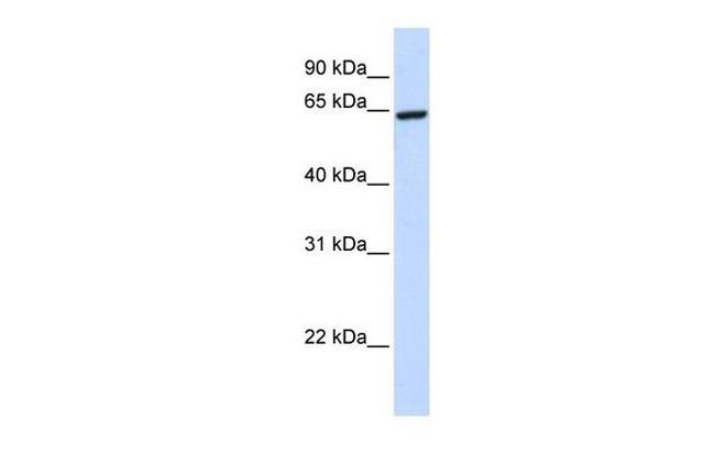 ZNF280B Antibody in Western Blot (WB)