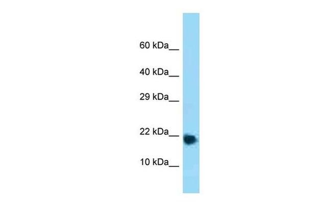 RPL32 Antibody in Western Blot (WB)