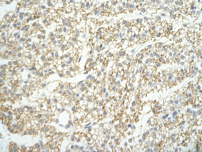 LSM4 Antibody in Immunohistochemistry (Paraffin) (IHC (P))