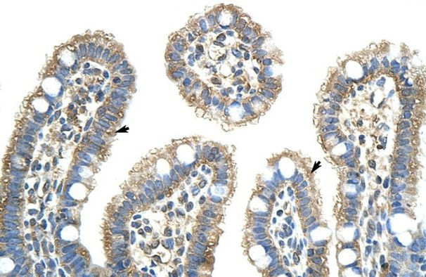 NXF5 Antibody in Immunohistochemistry (Paraffin) (IHC (P))
