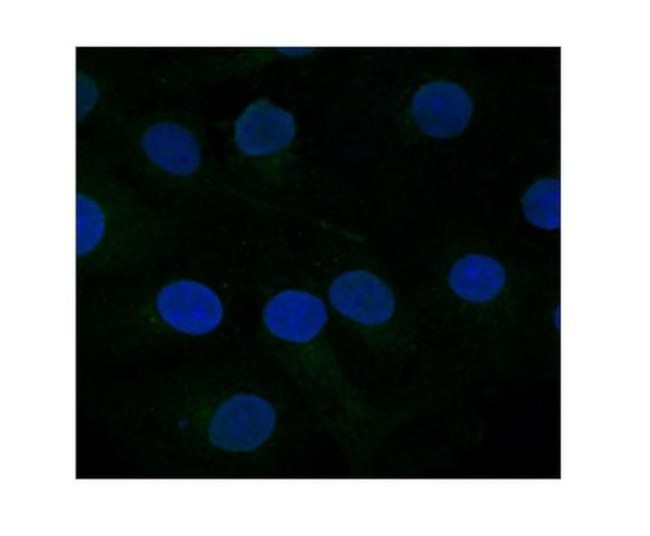 FZD10 Antibody in Immunocytochemistry (ICC/IF)