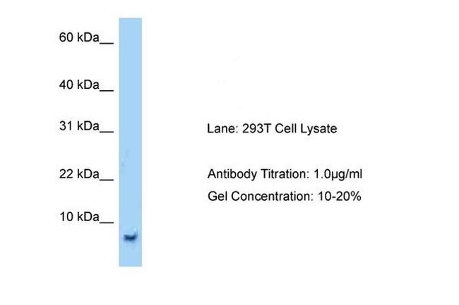 SMR3B Antibody in Western Blot (WB)