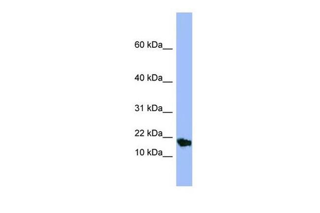 SMR3A Antibody in Western Blot (WB)