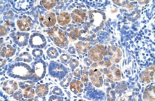 C5orf4 Antibody in Immunocytochemistry (ICC/IF)