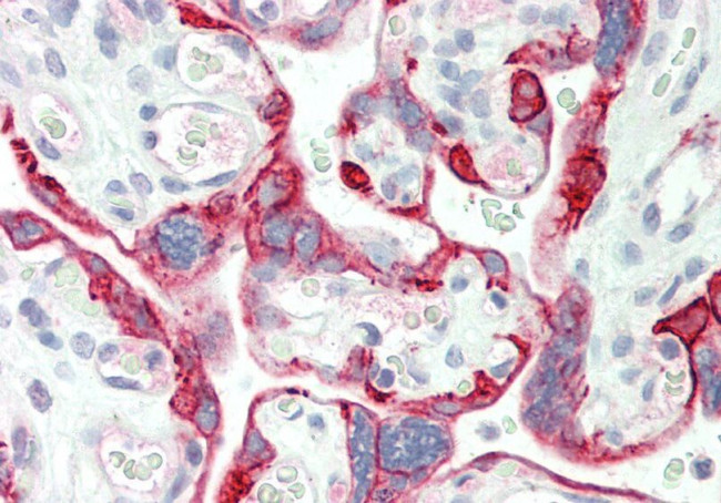 Rnf11l Antibody in Immunohistochemistry (Paraffin) (IHC (P))