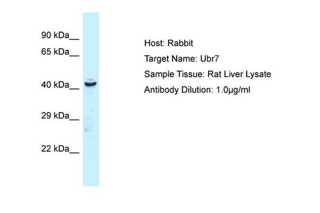 C14orf130 Antibody in Western Blot (WB)