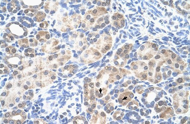 LOC342293 Antibody in Immunocytochemistry (ICC/IF)