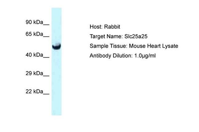 SLC25A25 Antibody in Western Blot (WB)