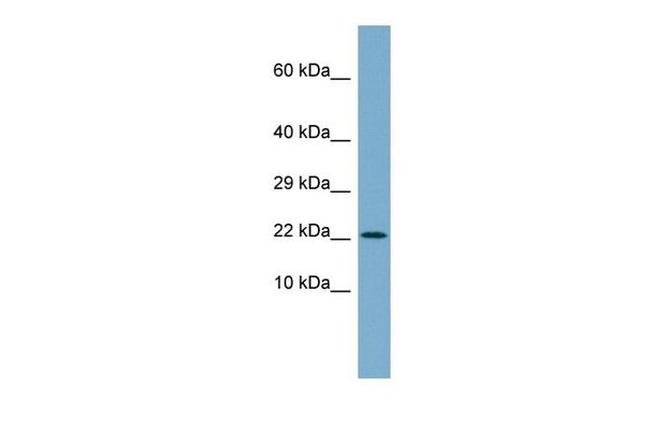 C4orf3 Antibody in Western Blot (WB)