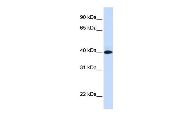VSIG8 Antibody in Western Blot (WB)