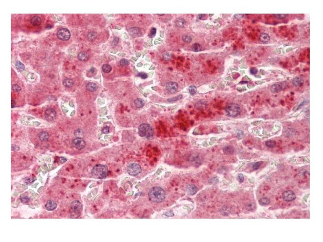 TSPAN4 Antibody in Immunohistochemistry (Paraffin) (IHC (P))