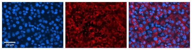 ASAHL Antibody in Immunohistochemistry (Paraffin) (IHC (P))