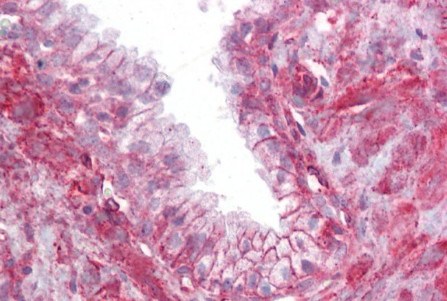 TMTC4 Antibody in Immunohistochemistry (Paraffin) (IHC (P))