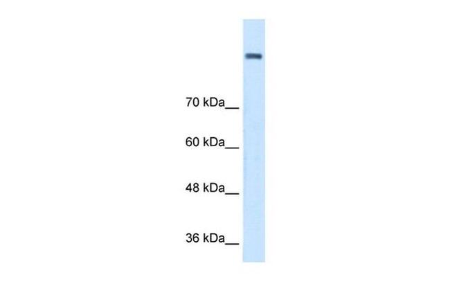 AOC2 Antibody in Western Blot (WB)