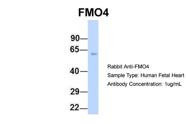 FMO4 Antibody in Western Blot (WB)