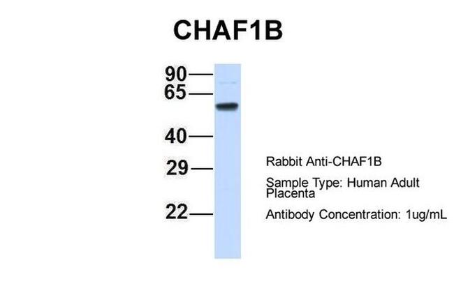 CAF1 p60 Antibody in Western Blot (WB)