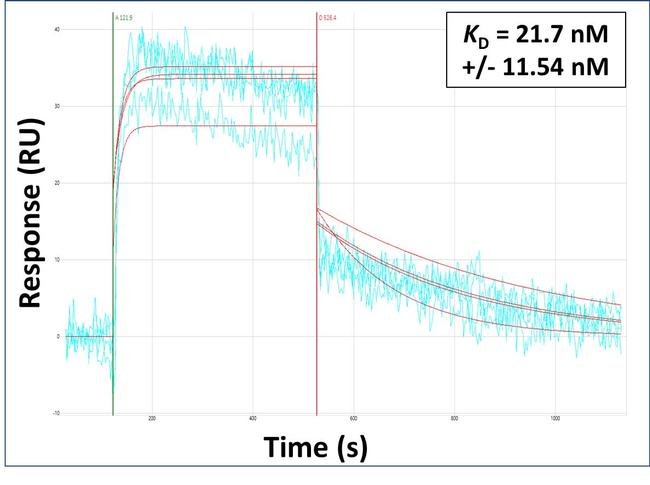COL15A1 Antibody in Surface plasmon resonance (SPR)