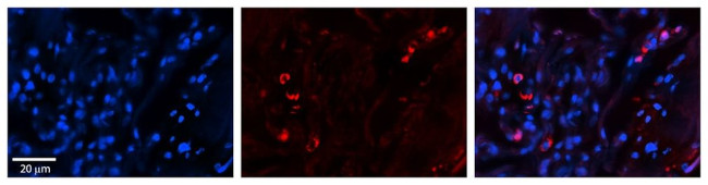 SELENBP1 Antibody in Immunohistochemistry (Paraffin) (IHC (P))