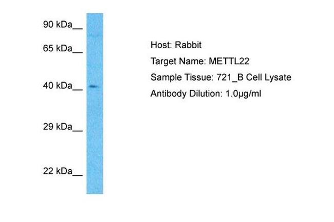 METTL22 Antibody in Western Blot (WB)