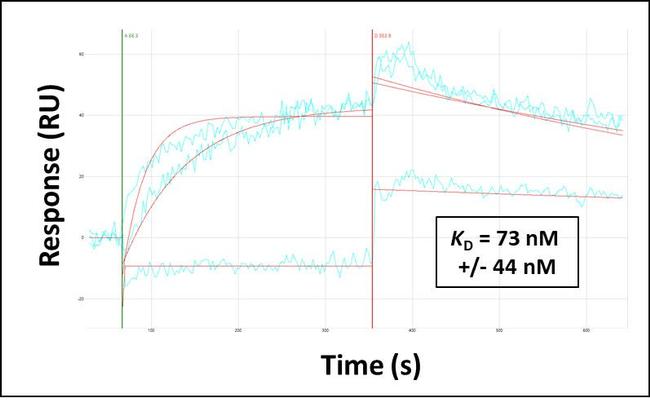 KIAA0319L Antibody in Surface plasmon resonance (SPR)