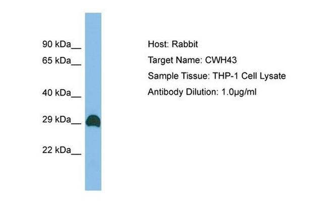 CWH43 Antibody in Western Blot (WB)