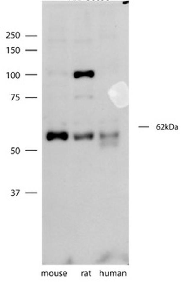 Synaptotagmin 3 Antibody in Western Blot (WB)