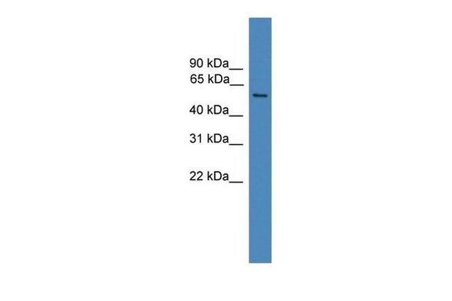 FAM71A Antibody in Western Blot (WB)