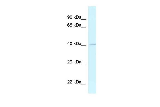 GRASP Antibody in Western Blot (WB)
