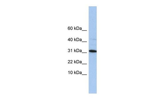 C9orf153 Antibody in Western Blot (WB)