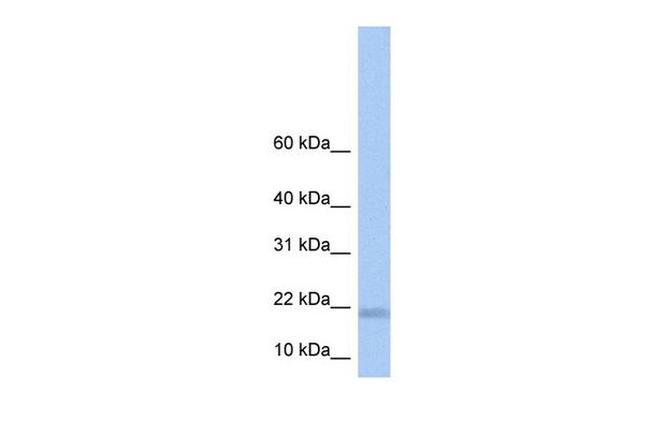 LOC284009 Antibody in Western Blot (WB)
