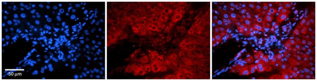 FAU Antibody in Immunohistochemistry (Paraffin) (IHC (P))