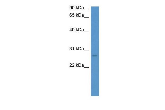 Frg1 Antibody in Western Blot (WB)