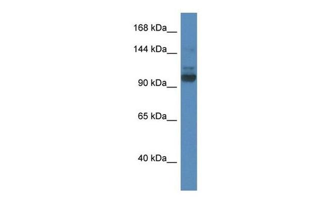 SEC31A Antibody in Western Blot (WB)