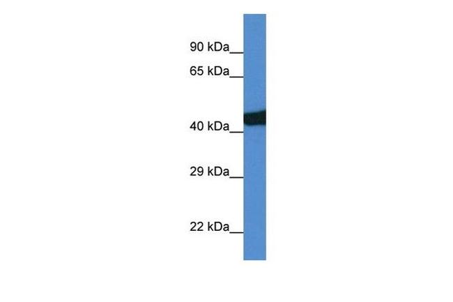 SEC14L3 Antibody in Western Blot (WB)