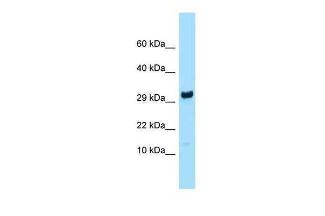 RPL27 Antibody in Western Blot (WB)